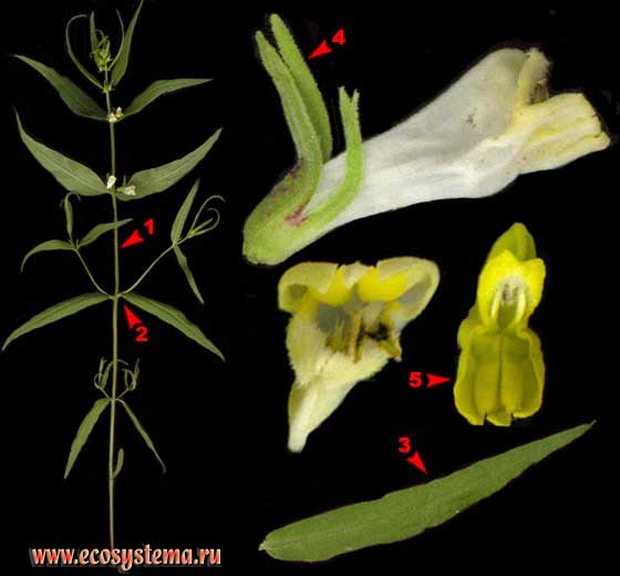 Марьянник луговой — Melampyrum pratense L.