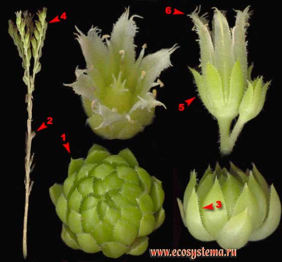 Молодило побегоносное — Jovibarba sobolifera (J. Sims) Opiz (Sempervivum soboliferum J. Sims)
