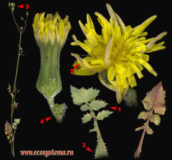 Осот огородный — Sonchus oleraceus L.