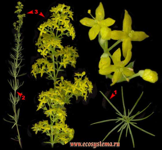 Подмаренник настоящий — Galium verum L. s. l. (вкл. G. ruthenicum Willd.)