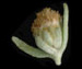 Полынь обыкновенная - Artemisia vulgaris L.