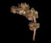 Рдест гребенчатый - Potamogeton pectinatus L.