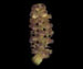 Рдест пронзеннолистный — Potamogeton perfoliatus L.