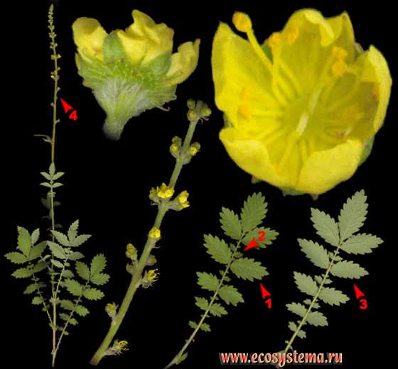 Репешок обыкновенный — Agrimonia eupatoria L.