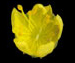 Репешок обыкновенный — Agrimonia eupatoria L.