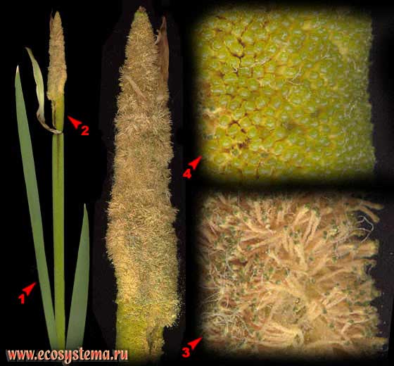 Рогоз широколистный — Typha latifolia L.