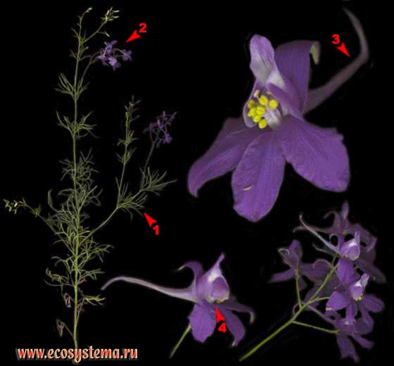 Сокирки полевые — Consolida regalis S. F. Gray (Живокость полевая — Delphinium consolida L.)