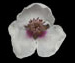 Стрелолист обыкновенный — Sagittaria sagittifolia L.