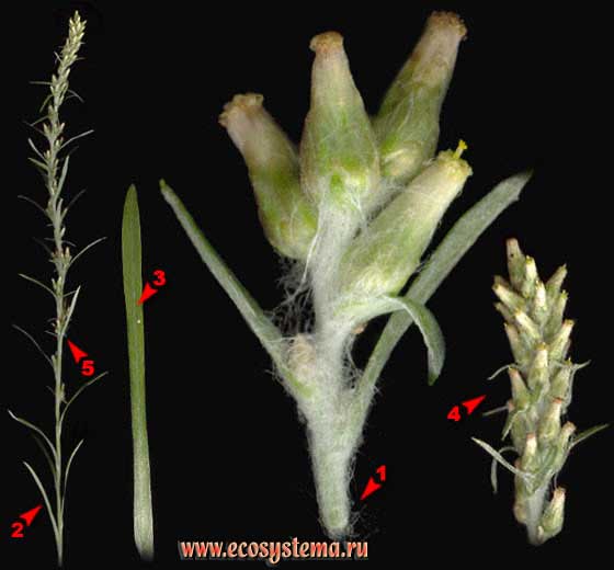 Сушеница лесная — Gnaphalium sylvaticum L. (Omalotheca sylvatica (L.) sch. Bip. et F. W. Schultz)