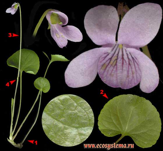 Фиалка болотная — Viola palustris L.