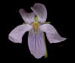 Фиалка лысая — Viola epipsila Ledeb.