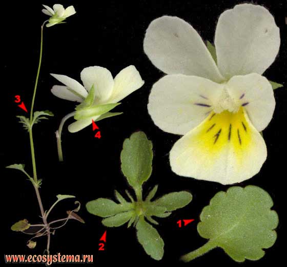 Фиалка трехцветная — Viola tricolor L. (Viola matutina Klok.)