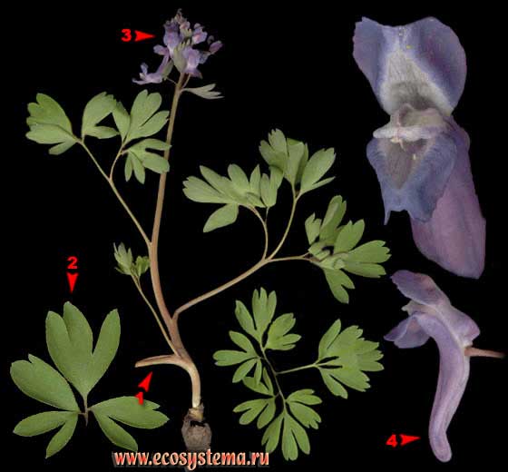 Хохлатка плотная — Corydalis solida (L.) Clairv. (Corydalis halleri Willd.)