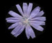Цикорий обыкновенный - Cichorium intybus L.