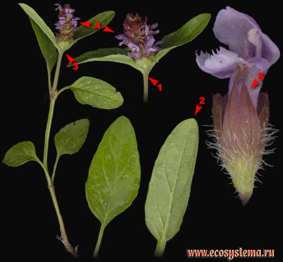 Черноголовка обыкновенная — Prunella vulgaris L.