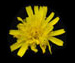 Ястребинка зонтичная - Hieracium umbellatum L.