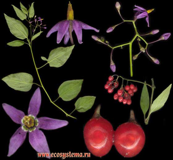 Паслён сладко-горький — Solanum dulcamara L.