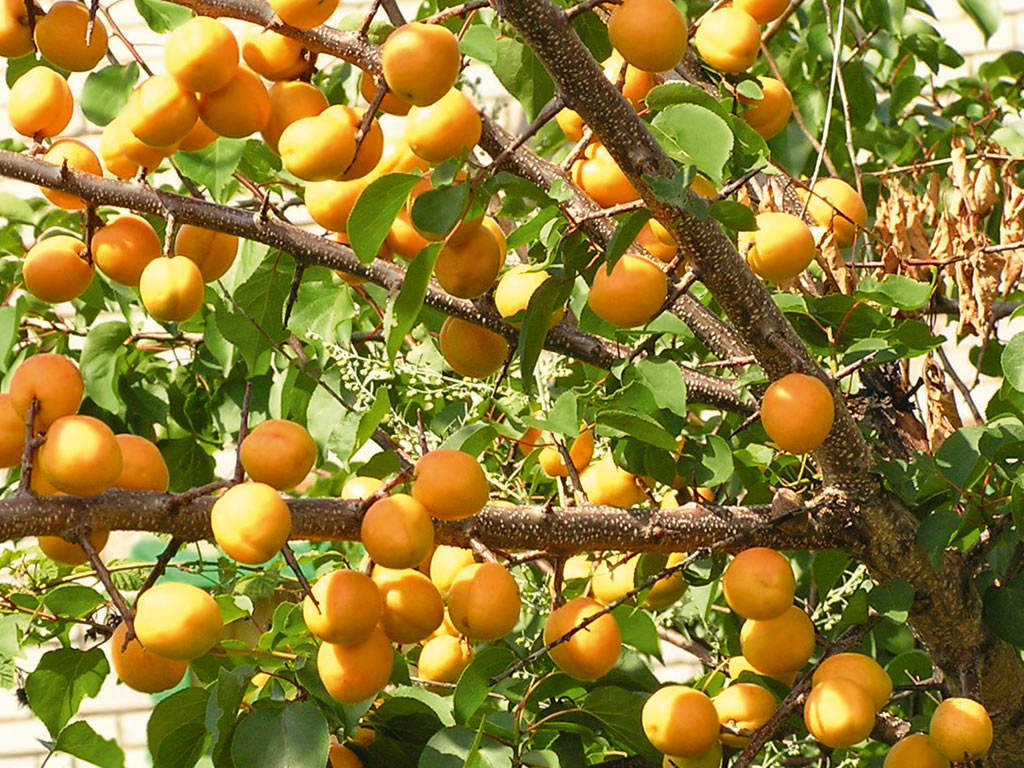 Абрикос маньчжурский - Prunus mandschurica: плоды и листья