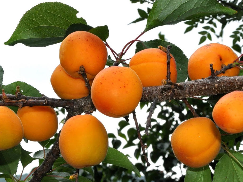 Абрикос обыкновенный - Prunus armeniaca: плоды и листья
