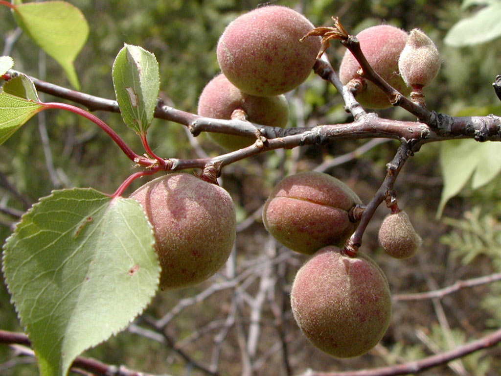 Абрикос сибирский - Prunus sibirica: плоды и листья