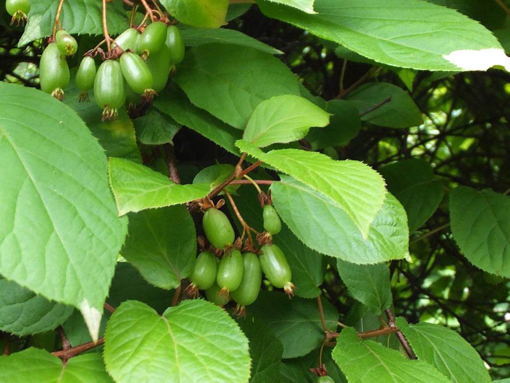 Актинидия коломикта - Actinidia kolomikta: плоды и листья