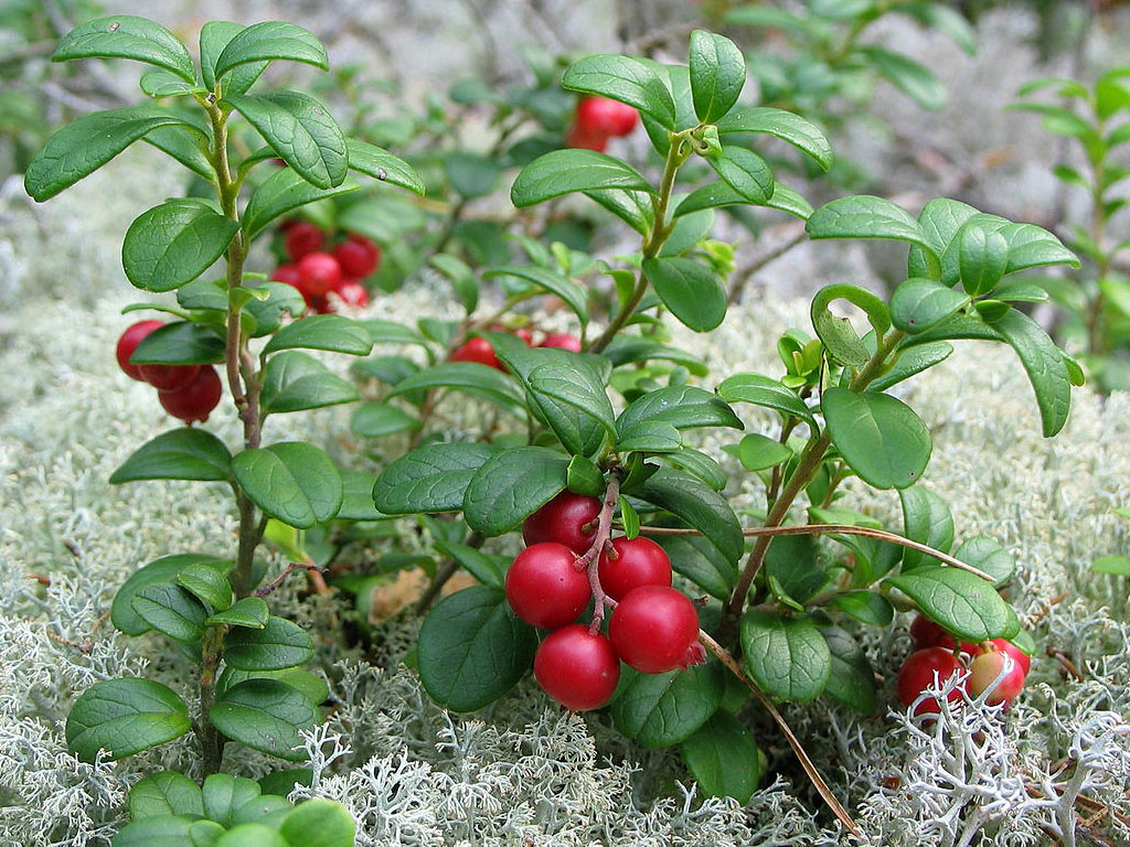 Брусника - Vaccinium vitis-idaea: плоды и листья