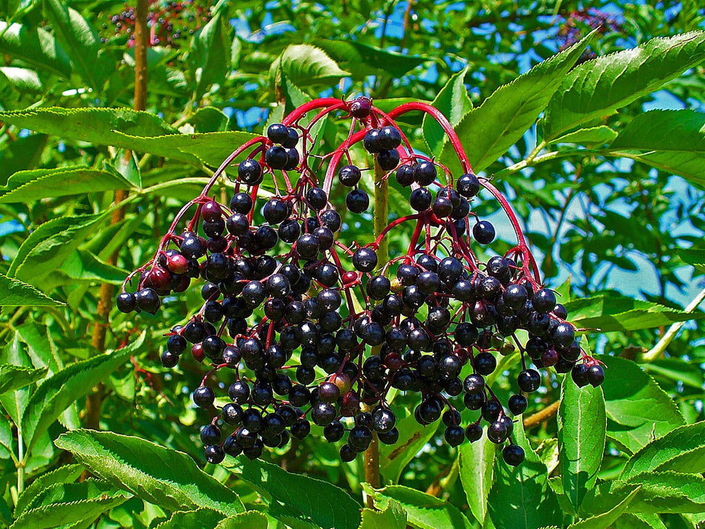 Бузина чёрная - Sambucus nigra: плоды и листья
