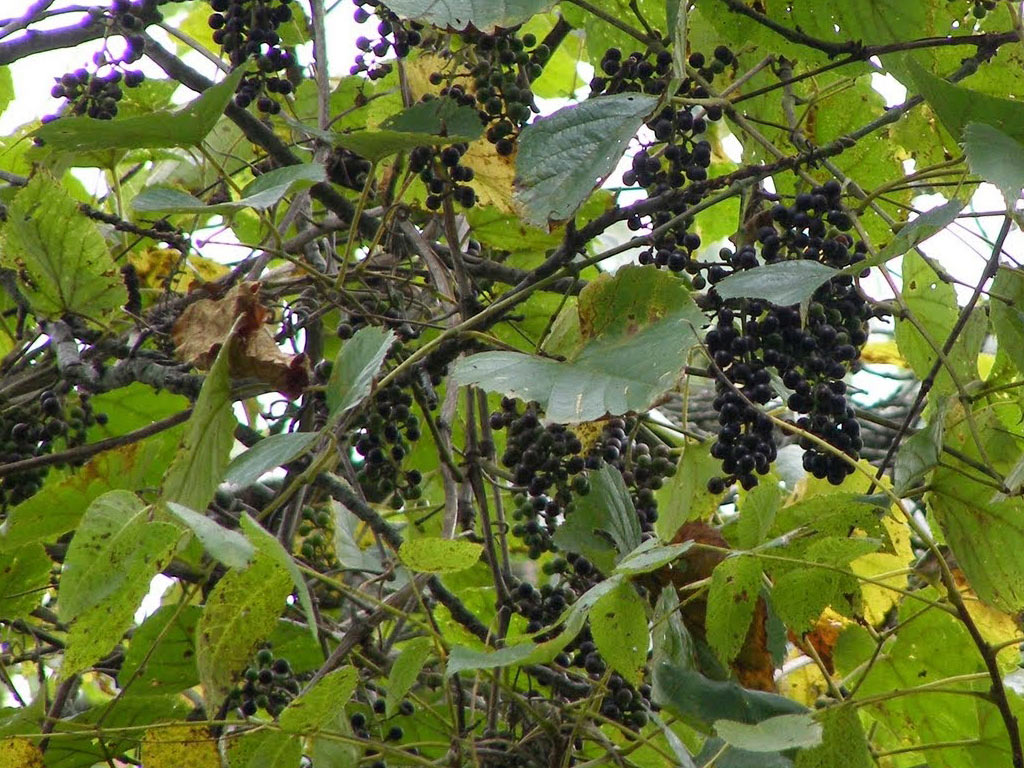 Виноград амурский - Vitis amurensis: плоды и листья