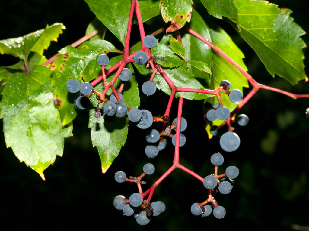 Виноград девичий пятилисточковый - Parthenocissus quinquefolia: плоды и листья