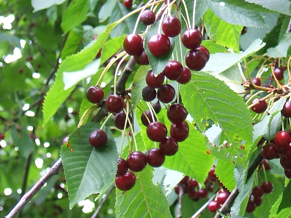 Вишня птичья - Prunus avium: плоды и листья