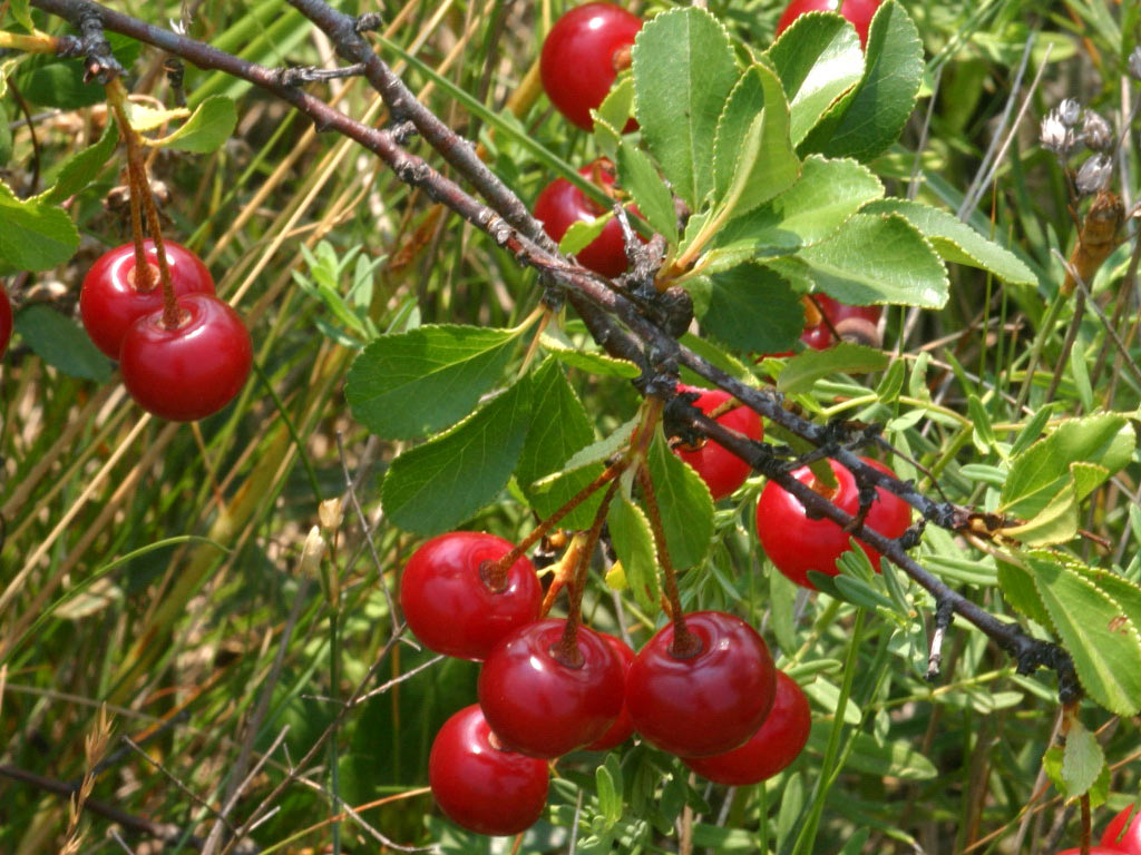 Вишня степная - Prunus fruticosa: плоды и листья