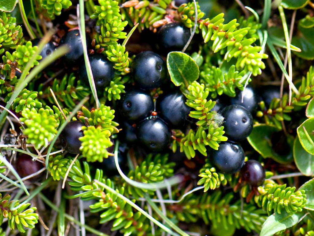 Водяника чёрная - Empetrum nigrum: плоды и листья