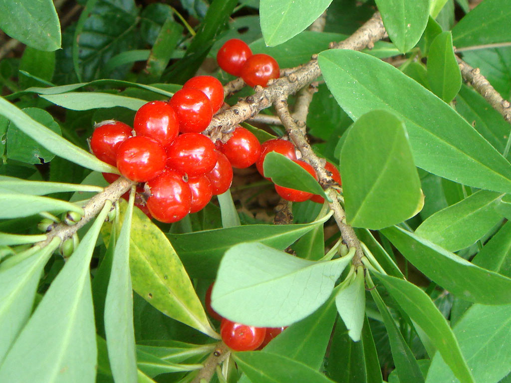 Волчеягодник обыкновенный - Daphne mezereum: плоды и листья