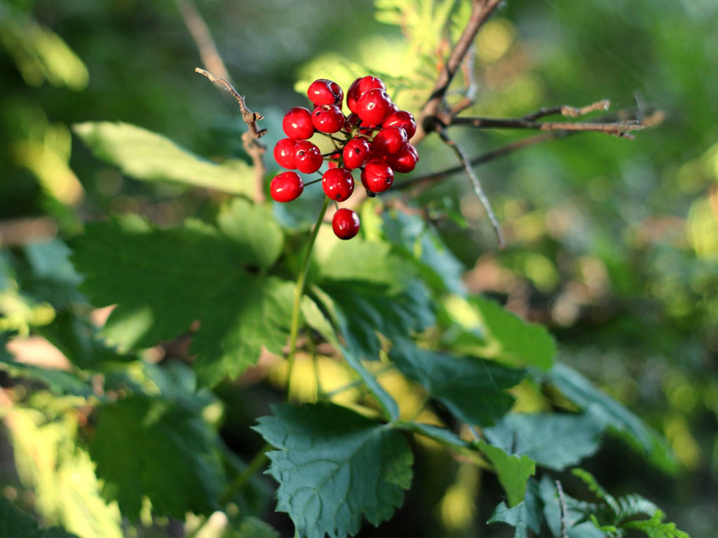 Воронец красный - Actaea rubra: плоды и листья