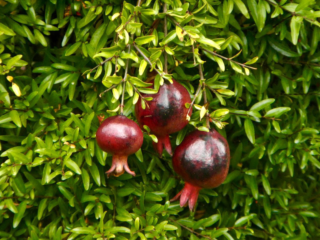 Гранат обыкновенный - Punica granatum: плоды и листья