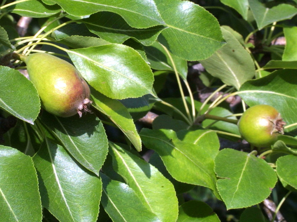 Груша обыкновенная - Pyrus communis: плоды и листья