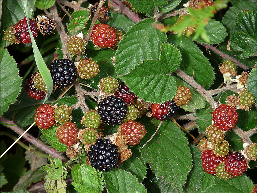 Ежевика кустистая - Rubus fruticosus: плоды и листья