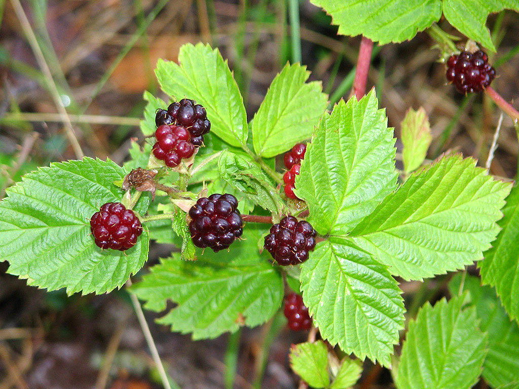 Ежевика несская - Rubus nessensis: плоды и листья