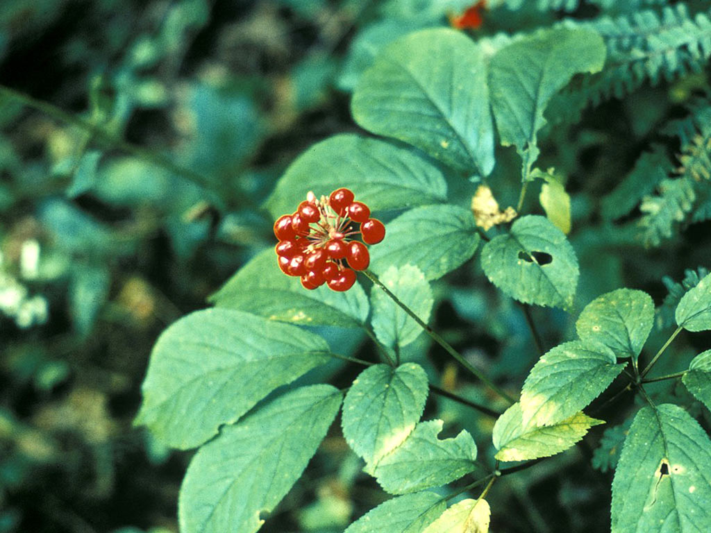 Женьшень обыкновенный - Panax ginseng: плоды и листья