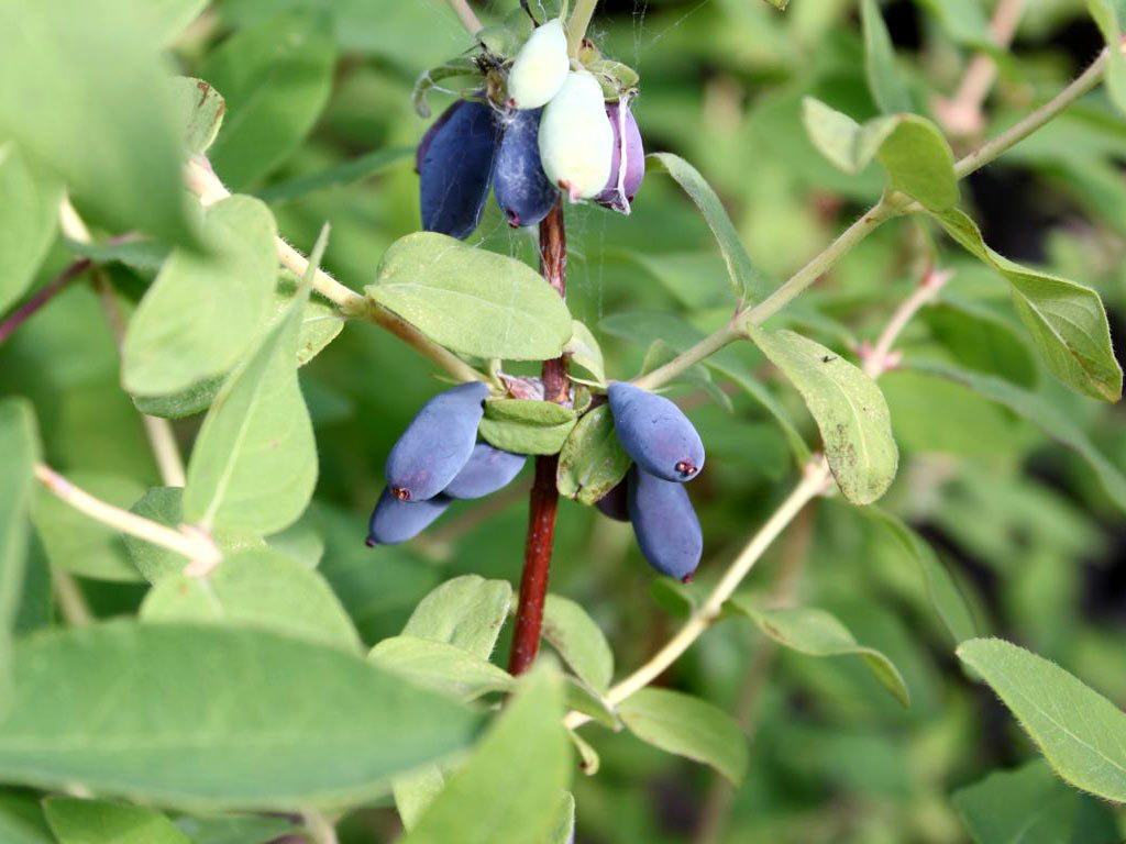 Жимолость голубая - Lonicera caerulea: плоды и листья