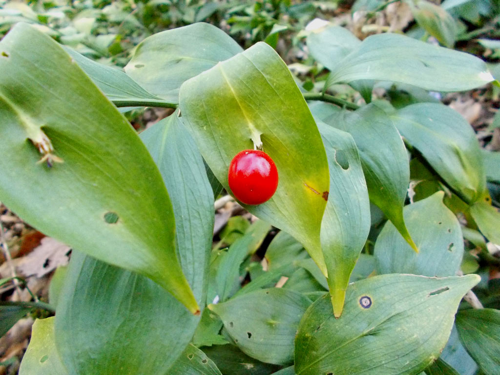 Иглица колхидская - Ruscus colchicus: плоды и листья