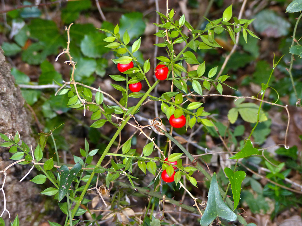 Иглица колючая, или понтийская - Ruscus aculeatus: плоды и листья
