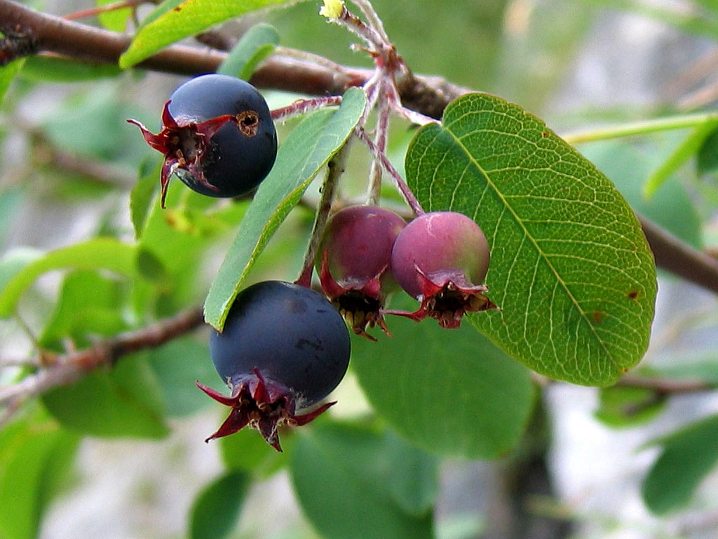 Ирга круглолистная - Amelanchier ovalis: плоды и листья