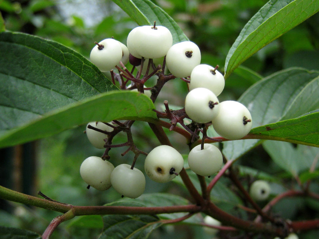 Кизил белый - Cornus alba: плоды и листья