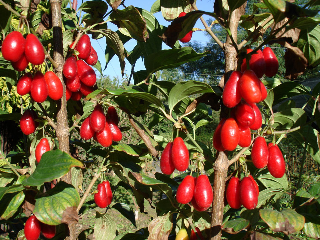 Кизил обыкновенный - Cornus mas: плоды и листья