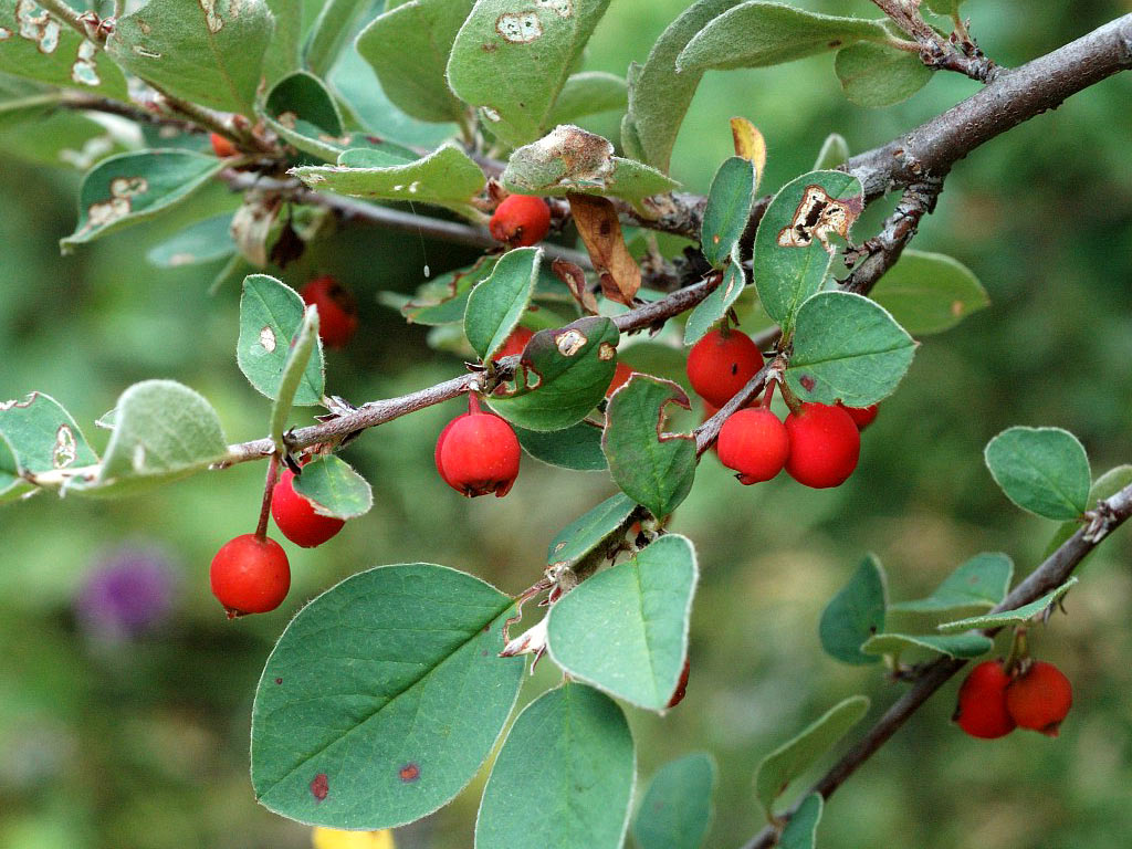 Кизильник цельнокрайный - Cotoneaster integerrimus: плоды и листья