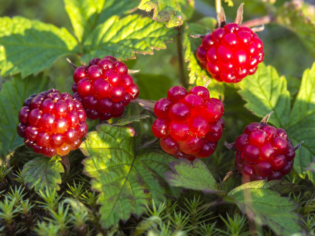 Княженика - Rubus arcticus: плоды и листья