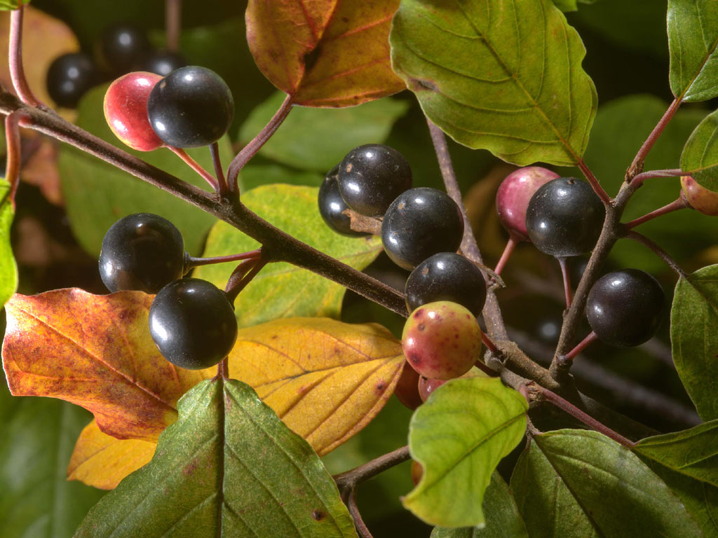 Крушина ломкая - Frangula alnus: плоды и листья