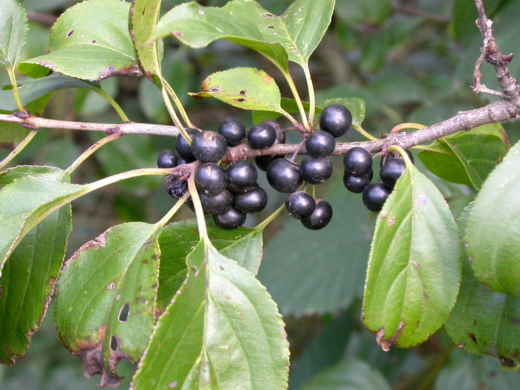 Крушина слабительная - Rhamnus cathartica: плоды и листья