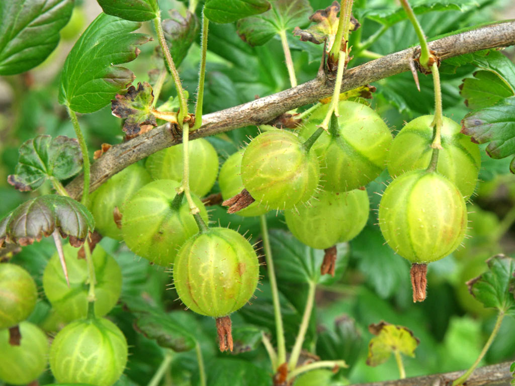 Крыжовник обыкновенный - Ribes uva-crispa: плоды и листья